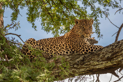 Leopard lies in shade on lichen-covered branch