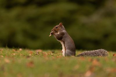 Close-up of squirrel on grass