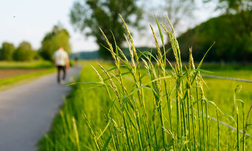 The man with small dog. the asphalt road panorama in the fields country side on sunny spring day