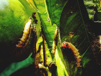 Close-up of insect on leaf