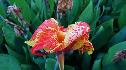 Close-up of red rose flower