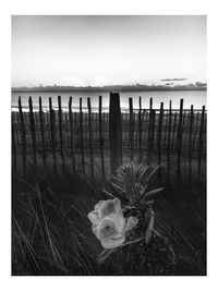 Wooden posts on beach against sky