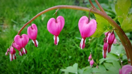 Close-up of pink flower