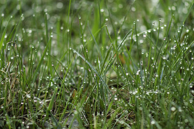 Wet grass on field during rainy season