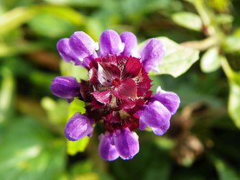 Close-up of purple flowers blooming outdoors