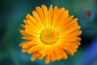 Close-up of yellow flower