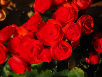 Close-up of red roses