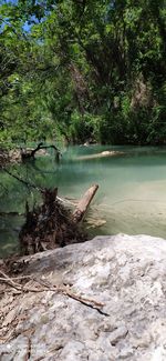 Scenic view of lake in forest
