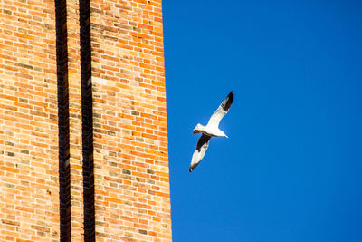 Low angle view of seagull flying against clear blue sky