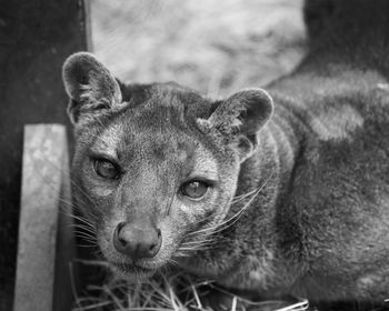 Close-up portrait of a fossa