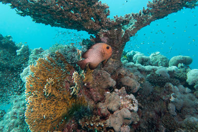 Close-up of fish swimming in sea