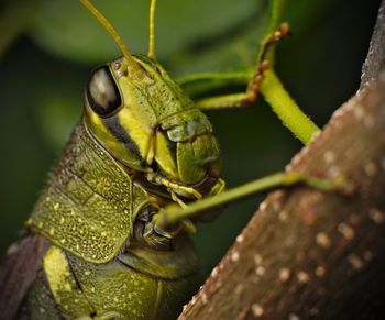 Close-up of insect on leaf