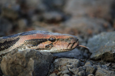 Close-up of lizard on rock