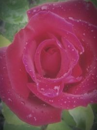 Close-up of pink rose