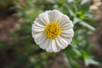 Close-up of white flower