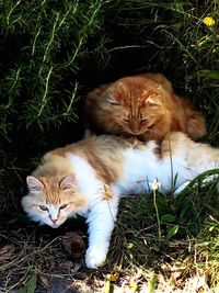 Cat relaxing on grassy field