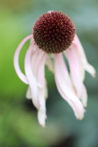 Close-up of pink flower