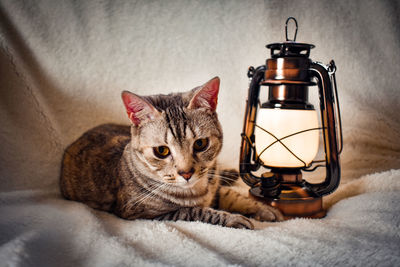 Portrait of a cat lying on bed at home