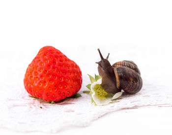 Close-up of fruits against white background