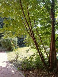 Plants against trees