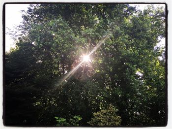 Sun shining through trees