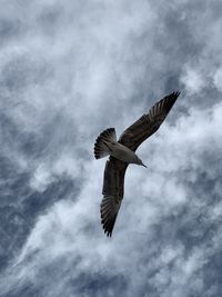 Low angle view of eagle flying in sky