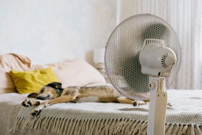 High angle view of dog sleeping on bed at home