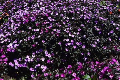 Full frame shot of purple flowering plants