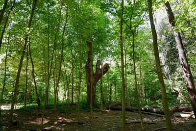 View of trees in forest