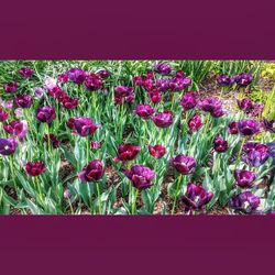 Close-up of fresh pink flowers blooming in garden