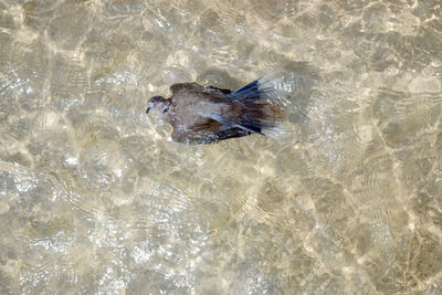 High angle view of fish swimming in water