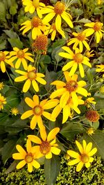 Close-up of yellow sunflower blooming outdoors