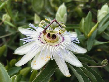 Close-up of passion flower blooming outdoors