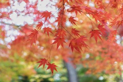 Close-up of maple leaves on tree during autumn