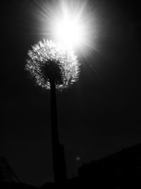 Low angle view of silhouette flower against sky at night