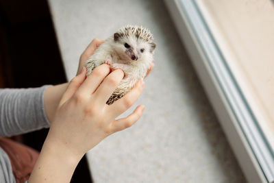 Girl holds cute hedgehog in her hands. portrait of pretty curious muzzle of animal. favorite pets. 