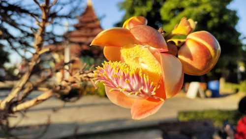 Close-up of orange flowering plant