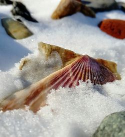 Close-up of fish in sea