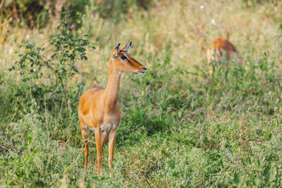 Impala antelopes standing on field
