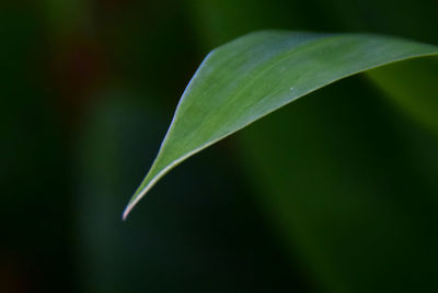 Close-up of wet leaves