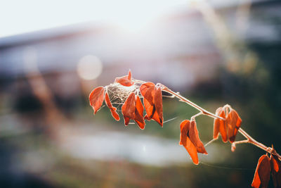 Close-up of wilted orange leaves