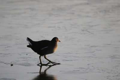 Moorhen on ice