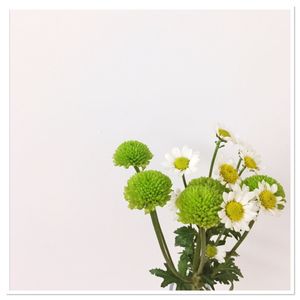 Close-up of plant against white background