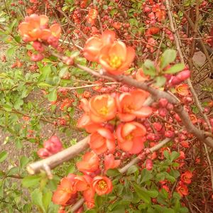 Close-up of flowers