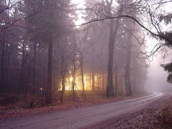 View of trees in forest during winter