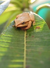 Close-up of frog on leaf