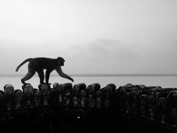 Horse standing in sea against sky