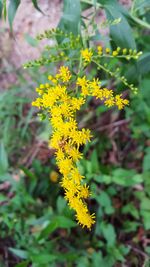 Close-up of yellow flowers