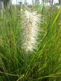 Close-up of fresh green grass in field