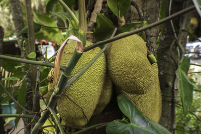 Close-up of fruits hanging on tree